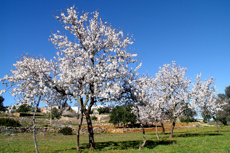 floración de los almendros en Ibiza blossom almonds
