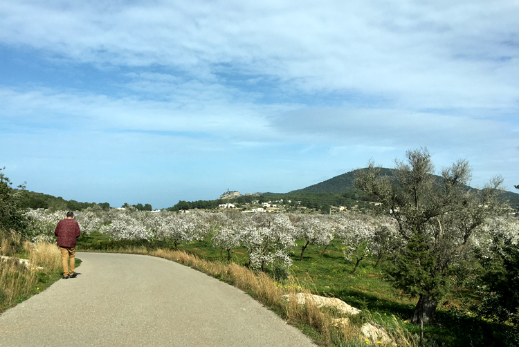 ruta almendros Ibiza 