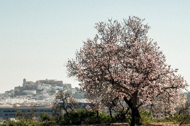 almonds ibiza casa maca